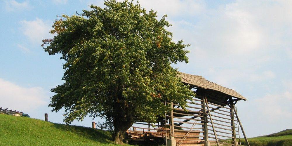 Pokrajina-Borovak