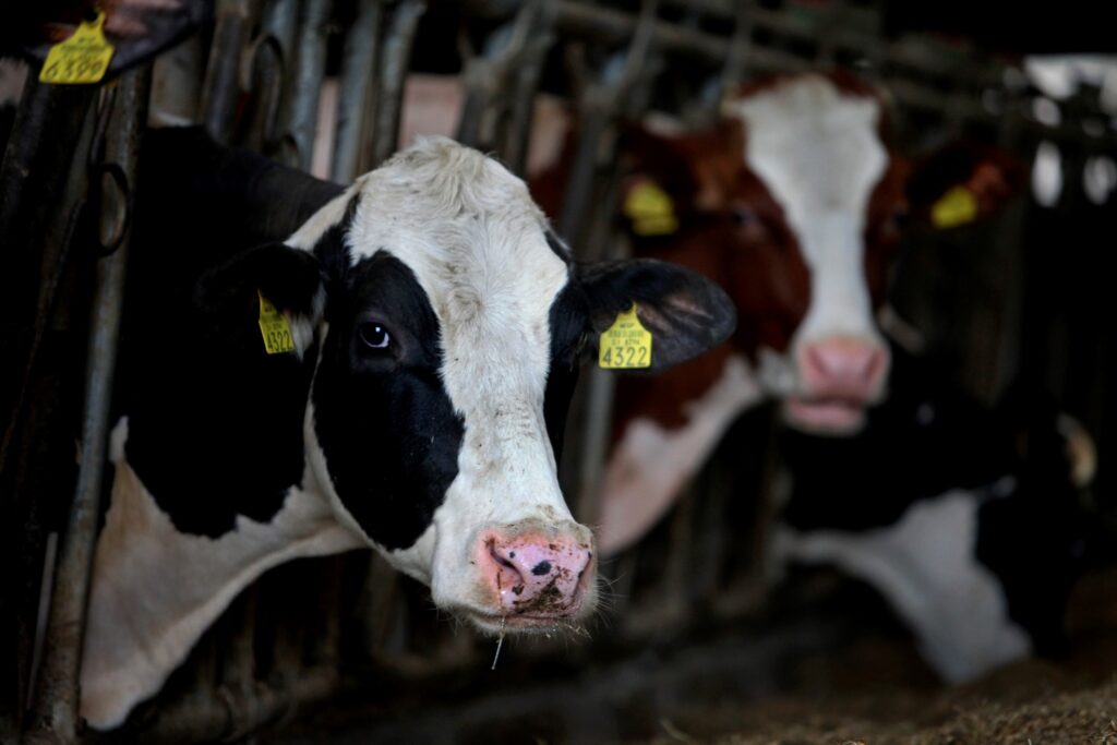 Kvalitetno slovensko meso nastaja že v reji